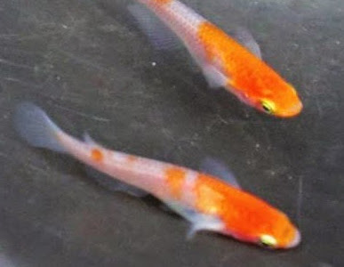 √ アカヒレ メダカ 比較 526902-アカヒレ メダカ 比較