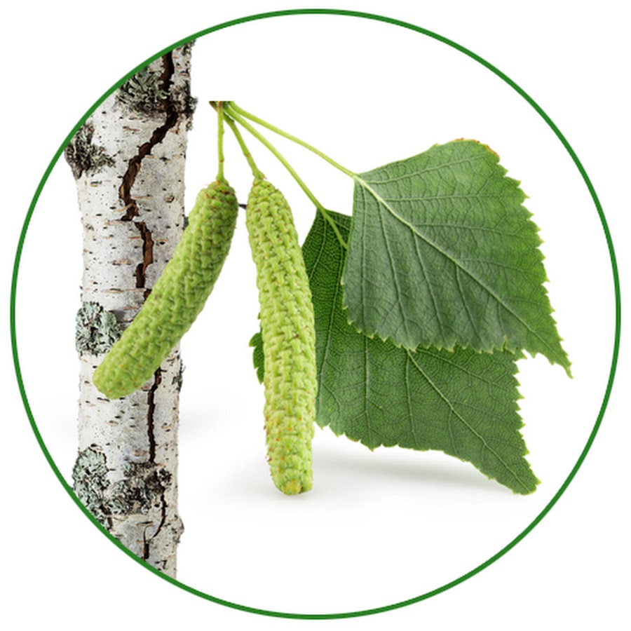 Рисунок ветки березы с сережками