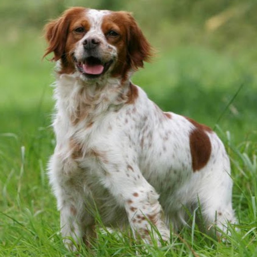 бретонский спаниель