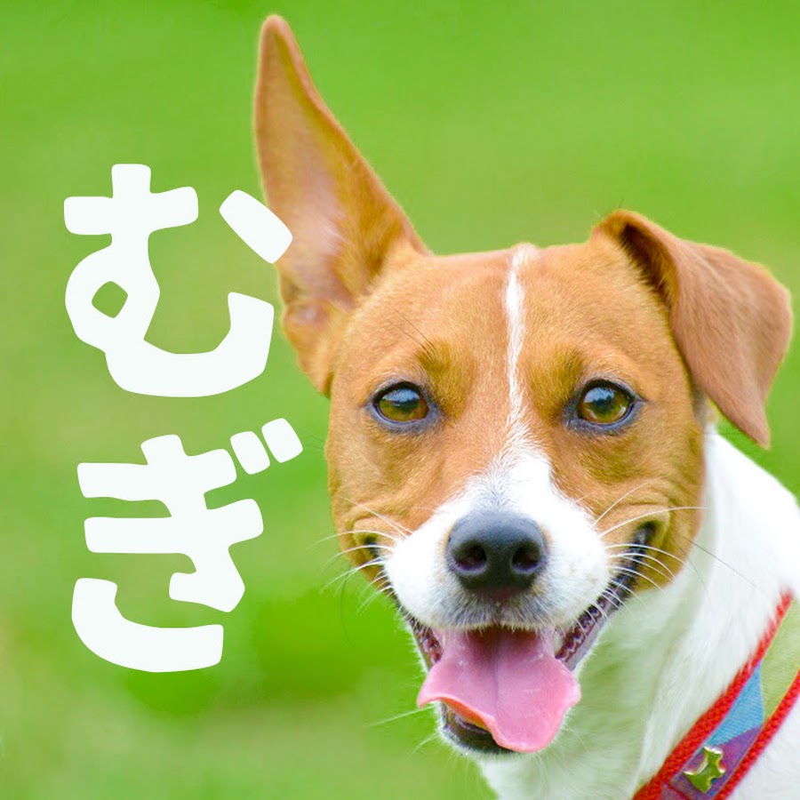 ジャックラッセルテリアのむぎ Youtube