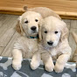 Golden Puppies from the sun path YouTube Profile Photo