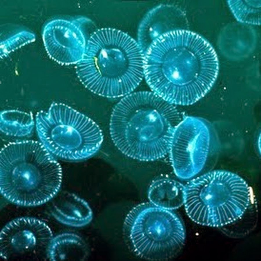 Г фитопланктон. Aequorea Victoria (медуза-Кристалл). Aequorea Victoria медуза. Кораллы биолюминесценция. Биолюминесценция медузы.
