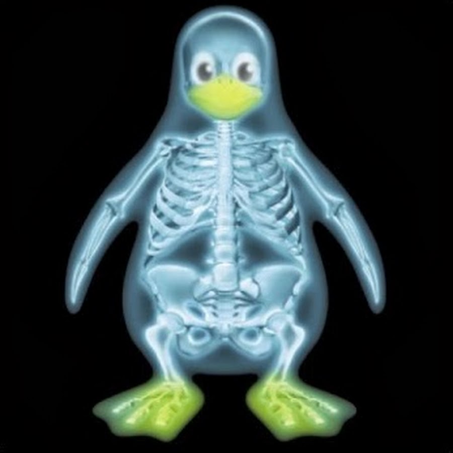 Скелет пингвина картинки