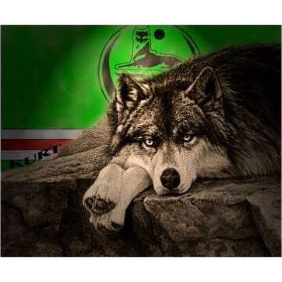 Волчица книга. Волчица. Читать волчица охота на чеченца. Нохчо борз 95. Мелина боярова.