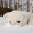 Quenby Bear Avatar