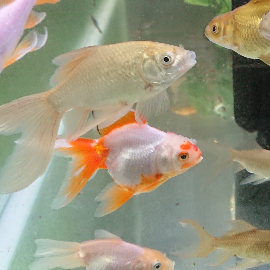 ナマさん淡水魚飼育 Youtube