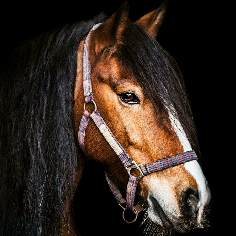 Боджак хорсмэн. Конь ржет. Говорящая лошадь. Лошадь говорит. Говорящая лошадь.