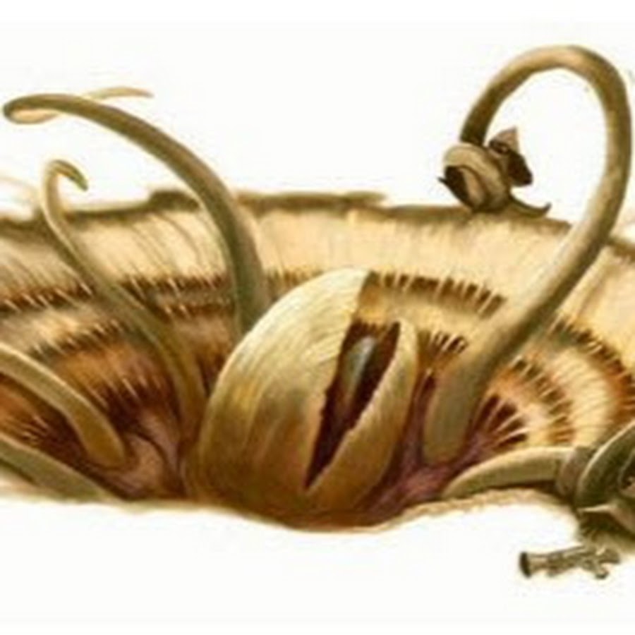 Сарлак звездные войны схема