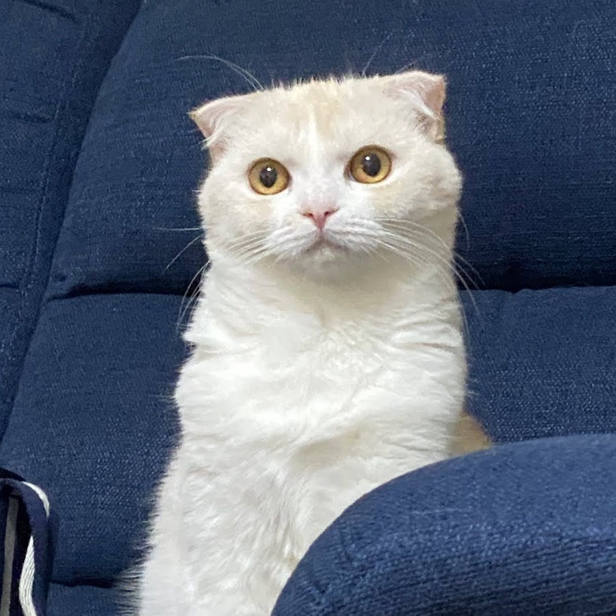 ねこねこどうぶつチャンネル Youtube