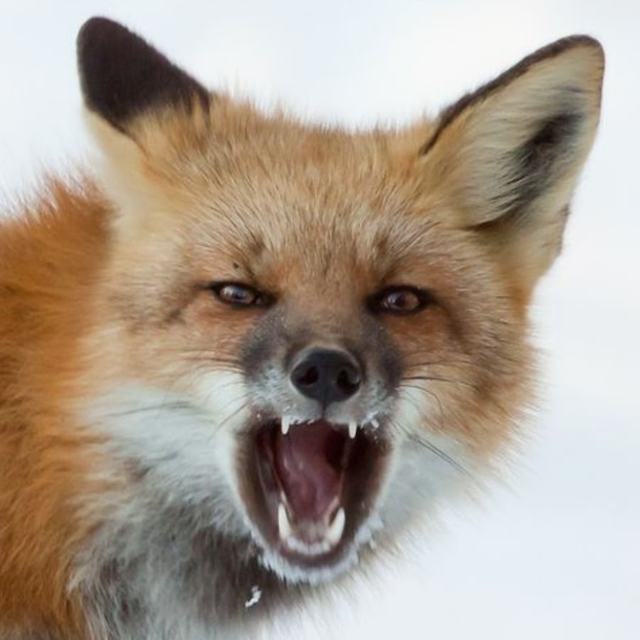 Лиса баллотируется. Обыкновенная лисица. Злая лиса. Лиса с открытой пастью. Лиса морда.