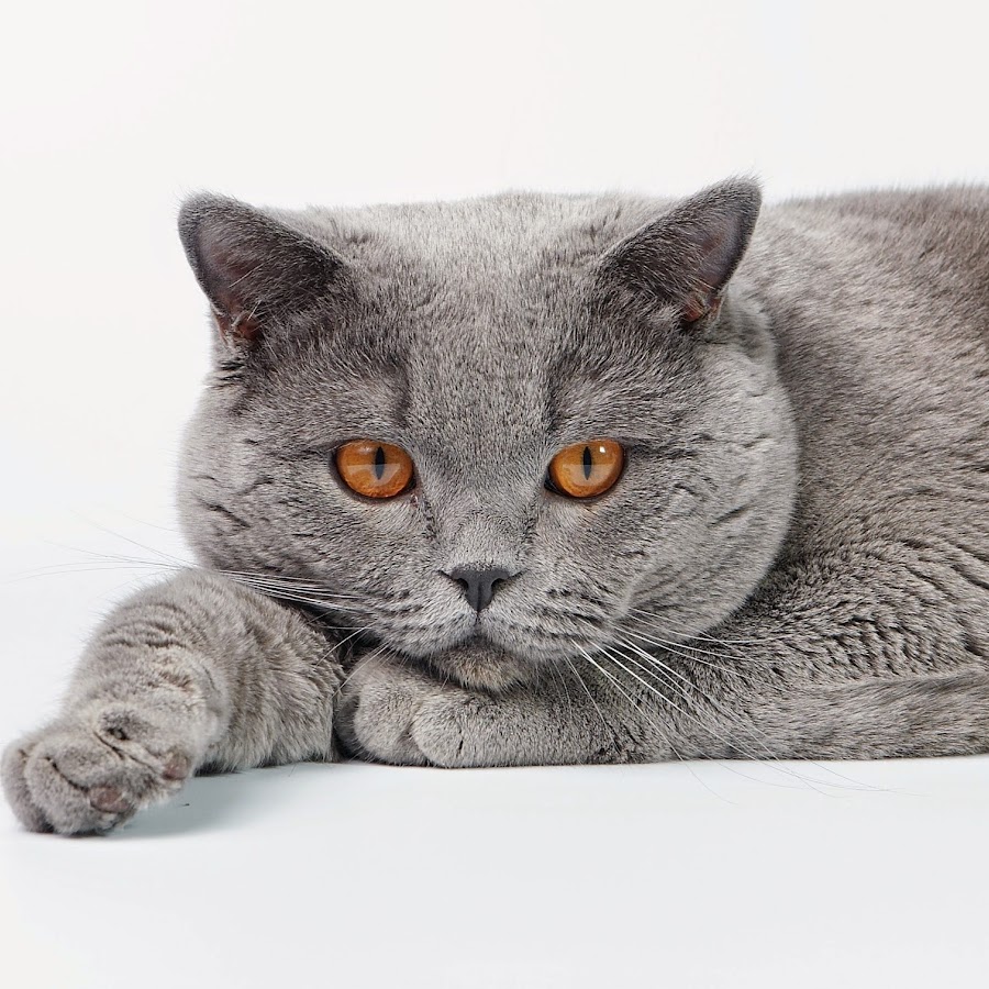 Британец кот 10кг