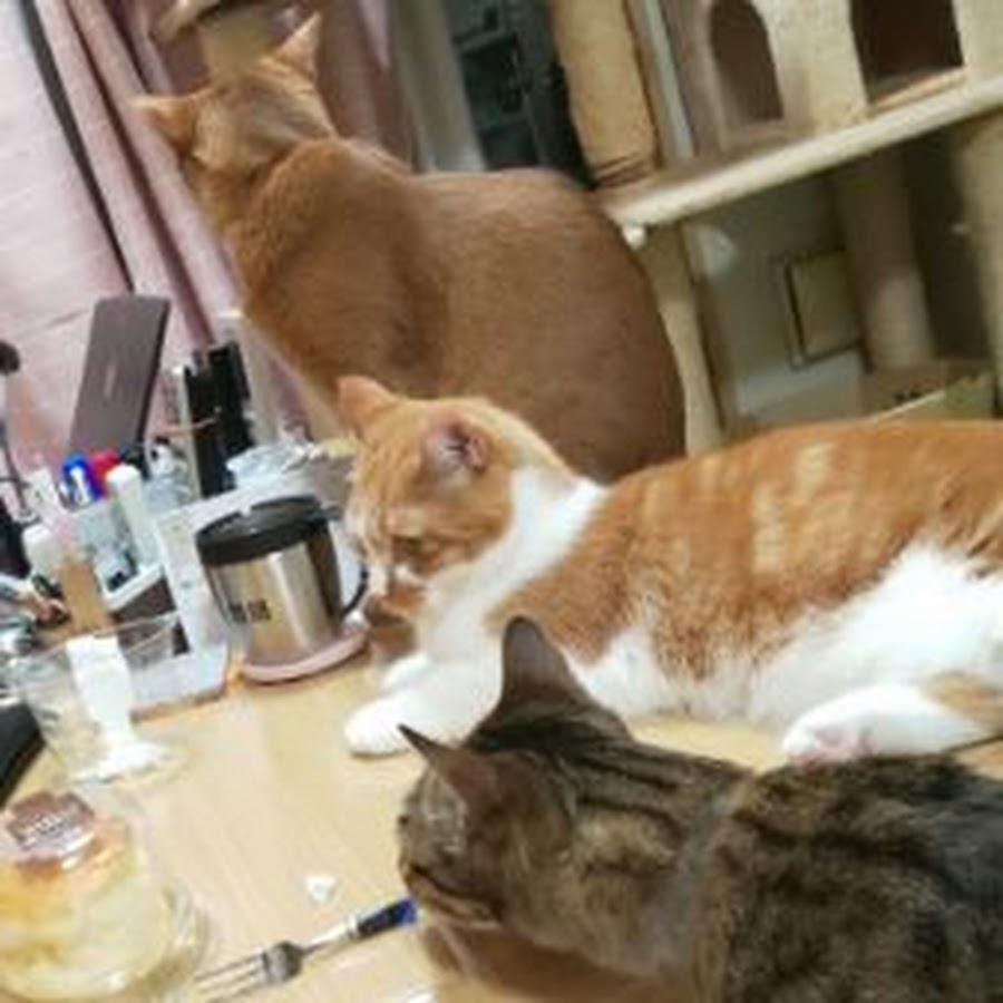 ほのぼのみいたむ Miitanu Blog Video Youtube