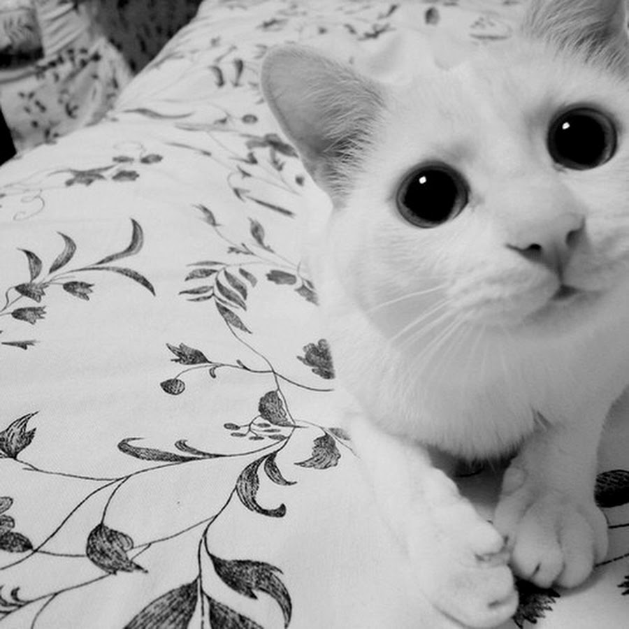 Кот желаний. Кот ВК белый. Белый кот на аву ВК. Фото белого котика на аву. Картинки на аву ВК белый кот.