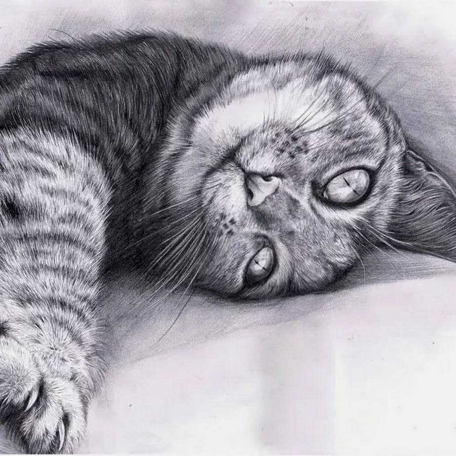 Фото рисунка кошки. Кот карандашом. Рисунки котов. Рисунки животных карандашом. Рисунки котов карандашом.