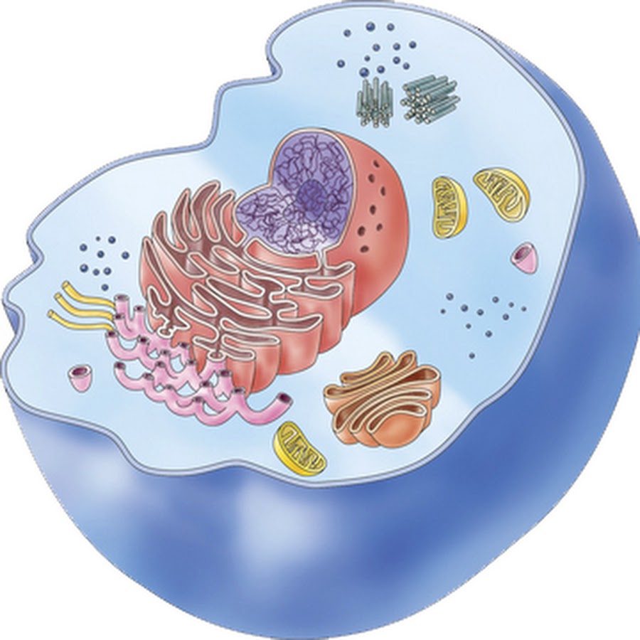 Отличия растений, животных и грибов