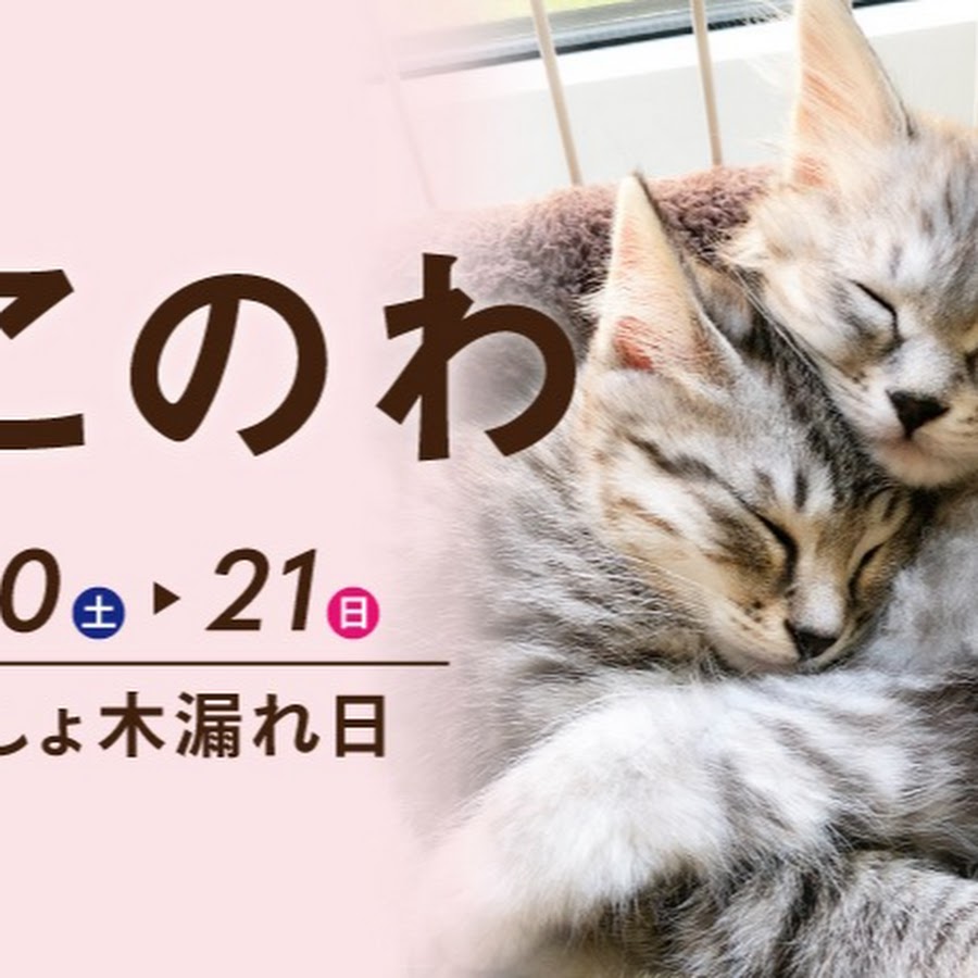 ねこのわ Youtube