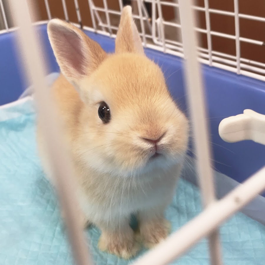 保障できる 森のうさぎ様専用です 激安の