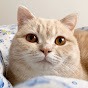 【クリームまる猫 Exotic shorthair cat】ちゃとらんとぼくchannel