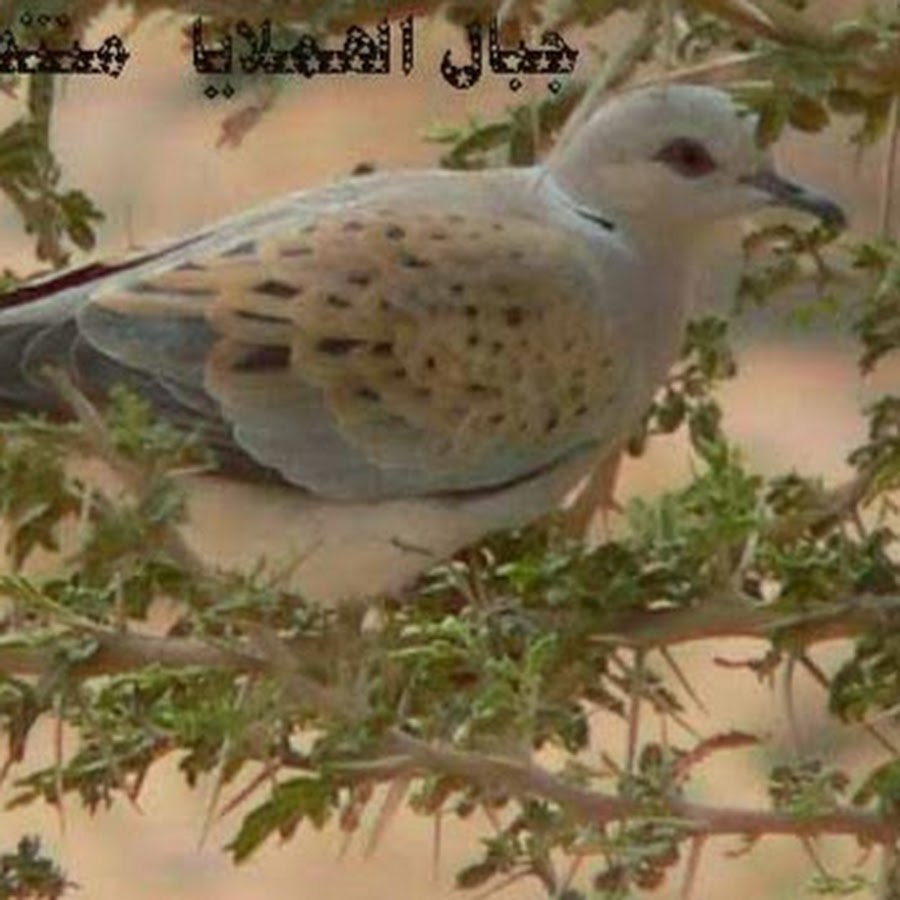 علي الكناني Youtube