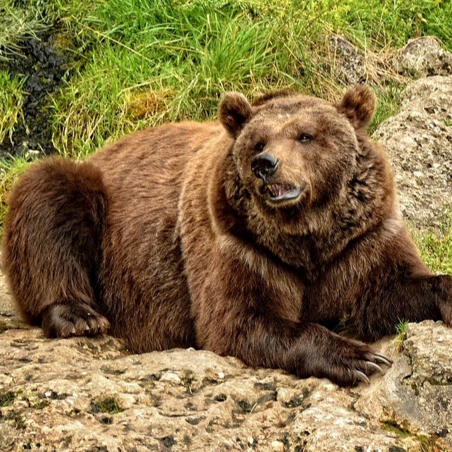 Медведь годы жизни. Голодный медведь. Голодный медведь картинки. Как выглядит медведь голодный.