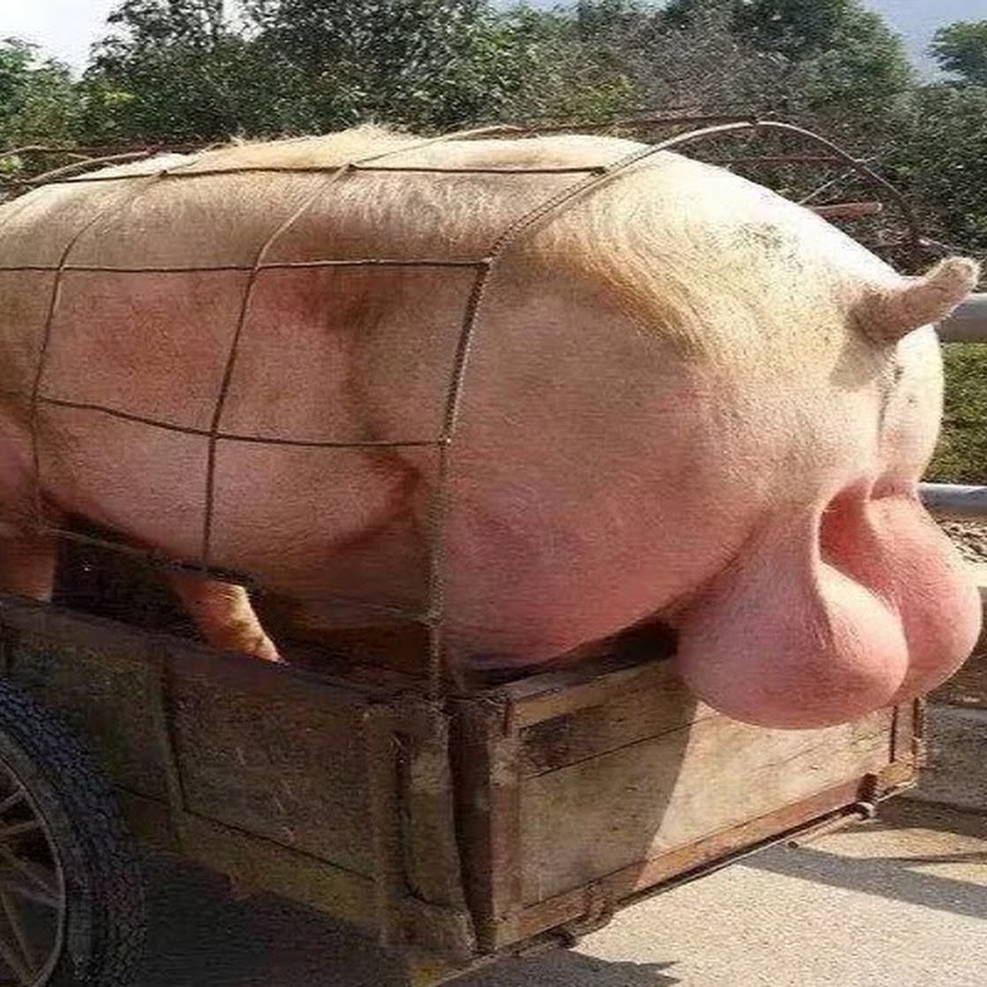 Свин с большими яйцами