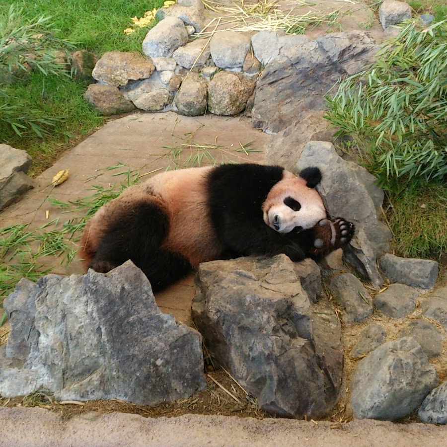 太田佳佑 Youtube