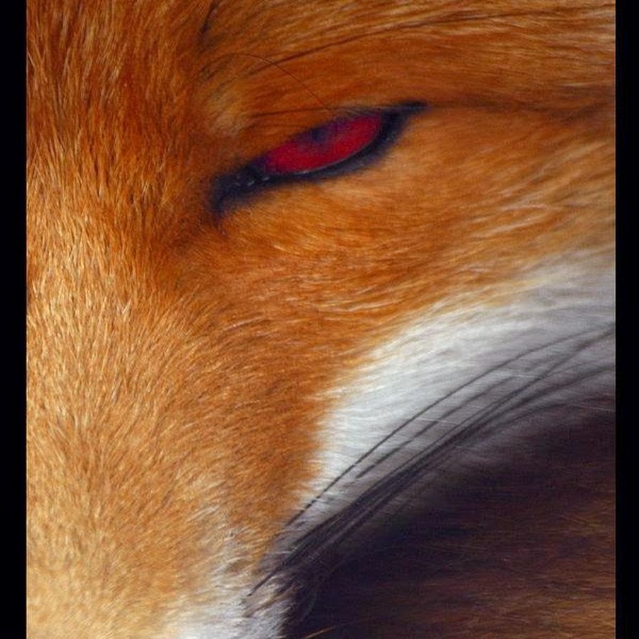 Марко грасси гиперреалист. Его глазами хитрыми. Хитрые женские глаза. Девушка с кошачьими глазами. Его глазами хитрыми.