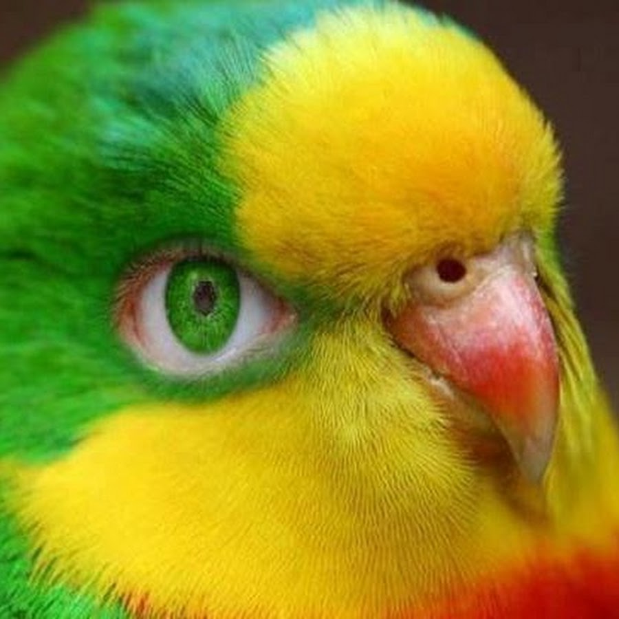 Почему головы желтые. Попугай какарик. Красно зеленый волнистый попугайчик. Какарик синий. Попугай какарик желтый с красным.