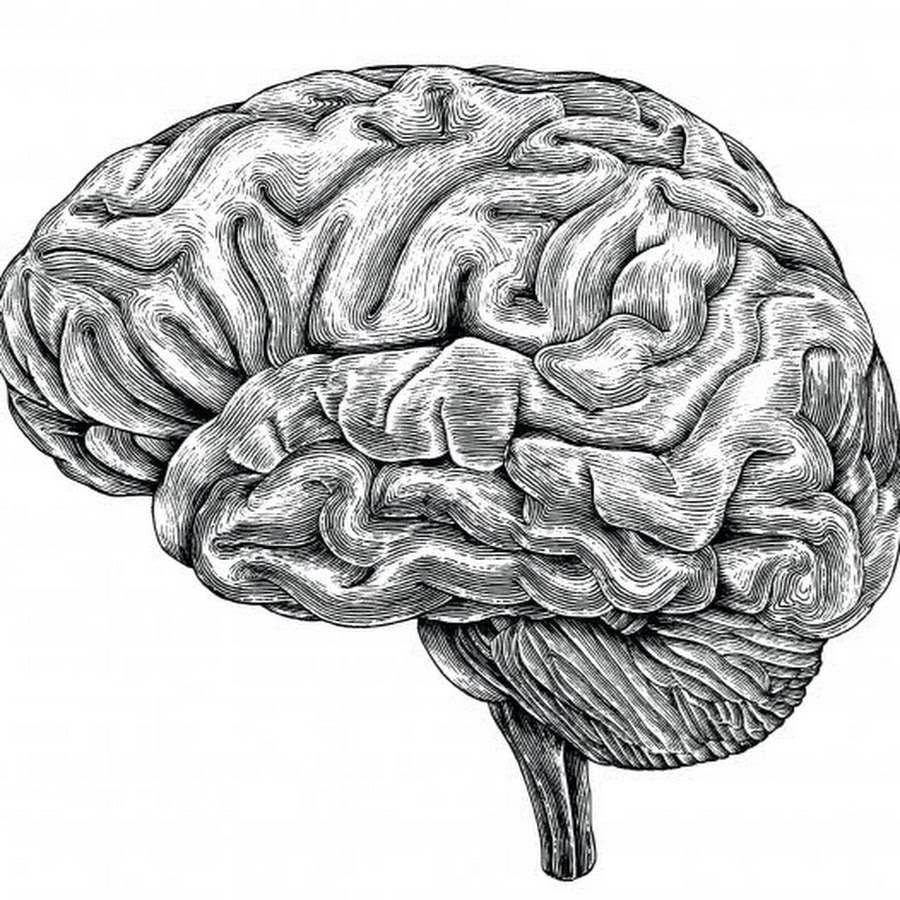 Человеческий мозг рисунок
