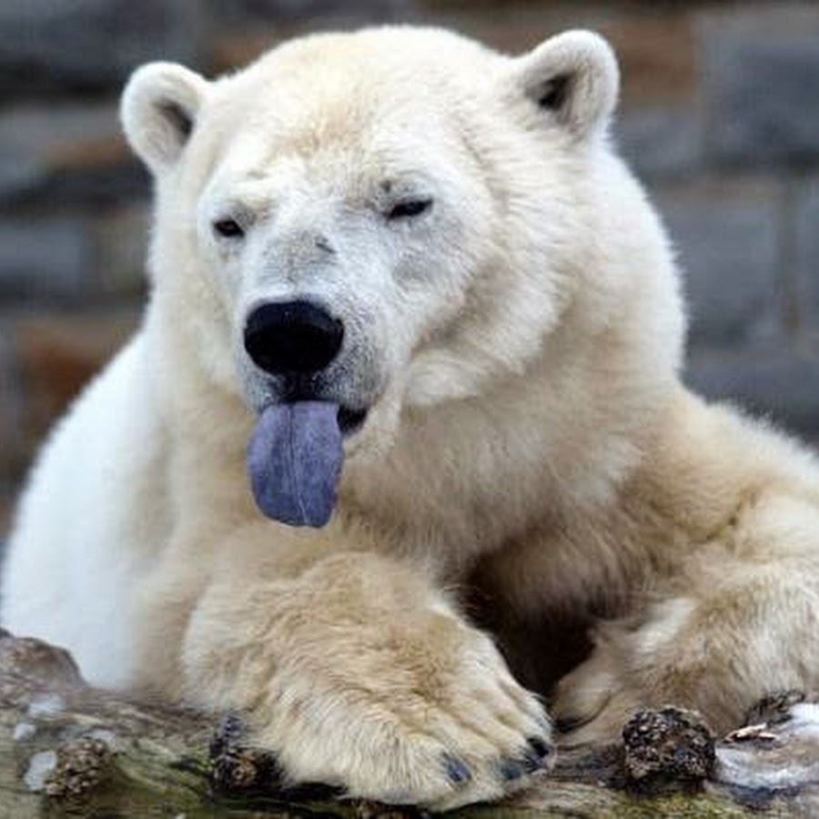 Язык белого медведя