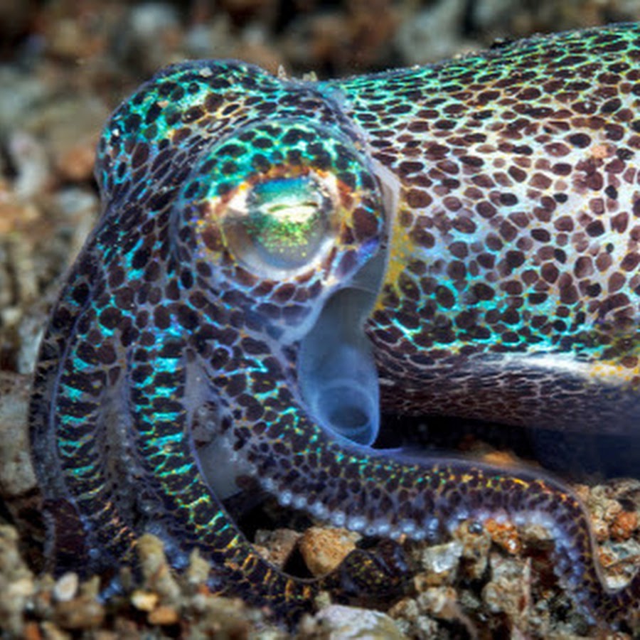 Головоногие осьминоги. Осьминог меняет окраску. Осьминог живой. Синекольчатый осьминог. Гигантский осьминог.