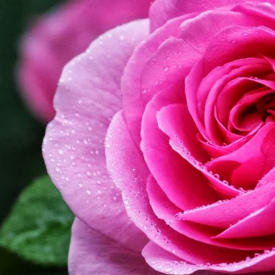 池田真由美 Youtube