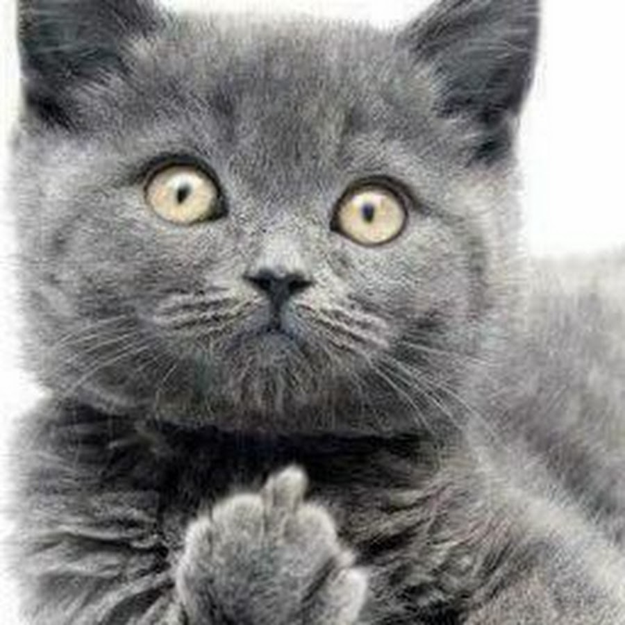 Кот показывает фак