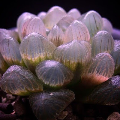 多肉植物 ハオルチア オブツーサ錦の増やし方 Breeding Of Haworthia Obutusa Variegata How To Grow Succulents Youtube