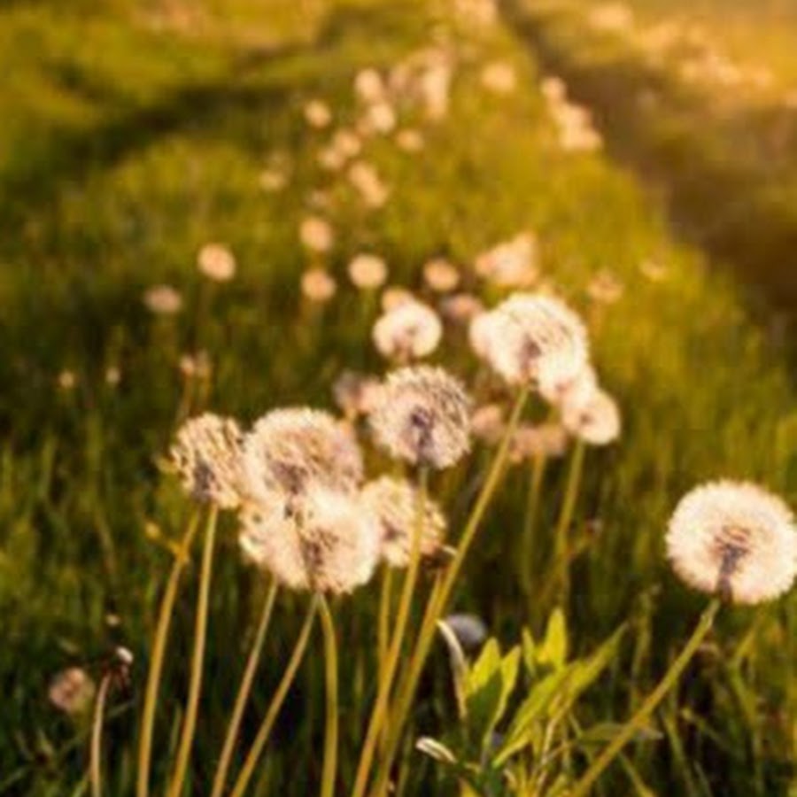 AKedOLSbDfw3HwuphsUEQRhpBYBN0TFAIkpP8Rxl5o_m=s900ckc0x00ffffffnorj