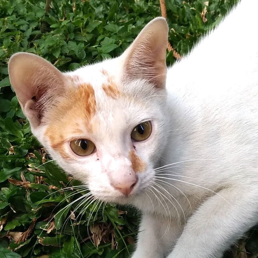 アジアねこ散歩ch Youtube