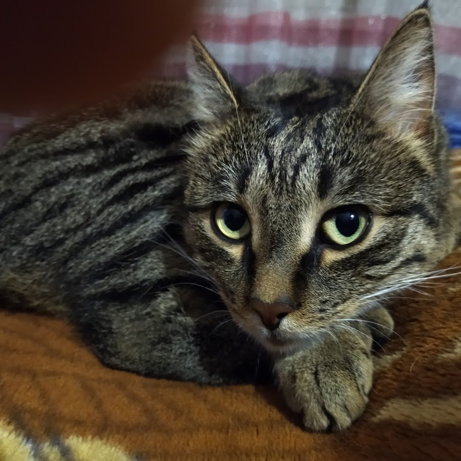 Картинка кто это сделал галустян