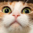 mao meow