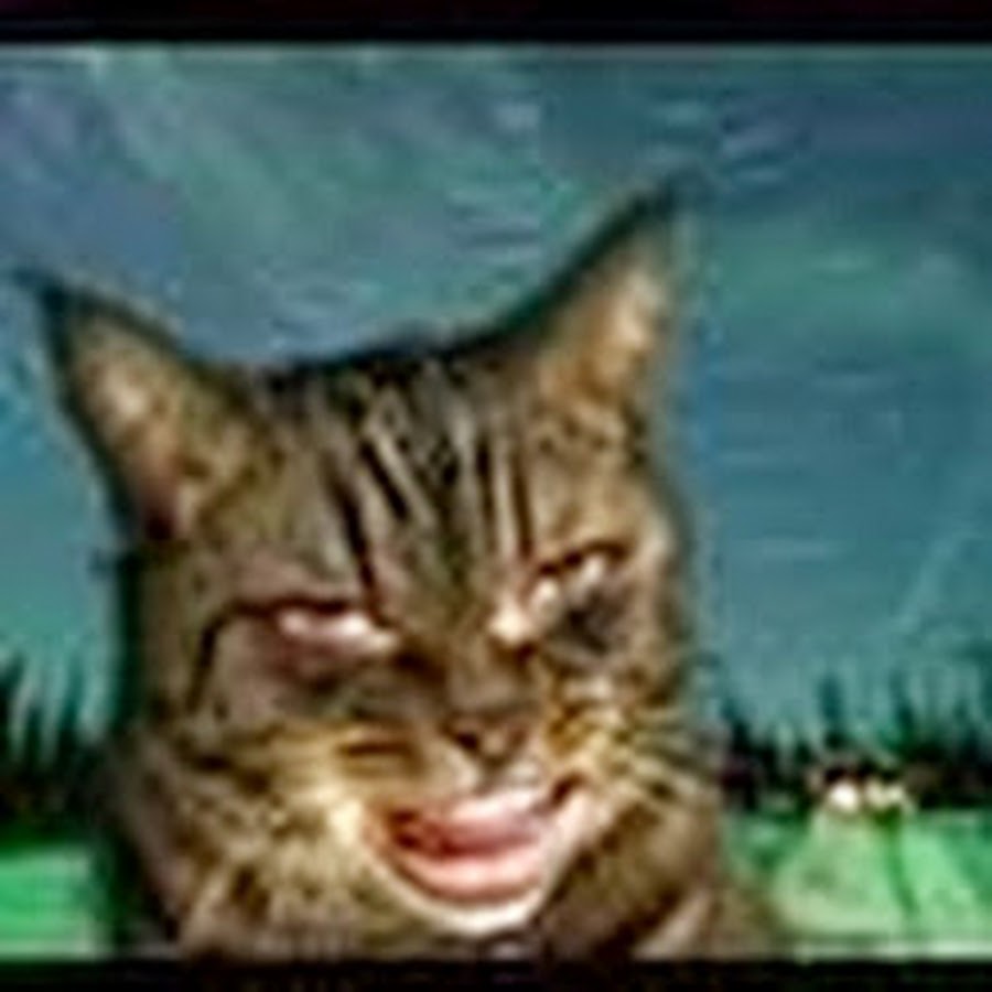 смешные отфотошопленные коты. смешной кот фотошоп. смешные фотошопы котов. фотомонтаж с кошками. упоротый кот.