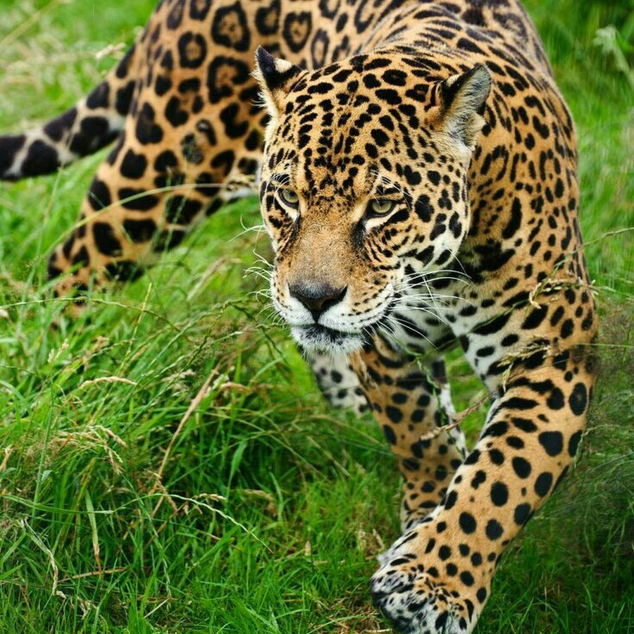 Пестрый леопард. Пятнистый Ягуар. Пятнистый леопард. Ягуар хищник фото. Пятнистый леопардовый собака.