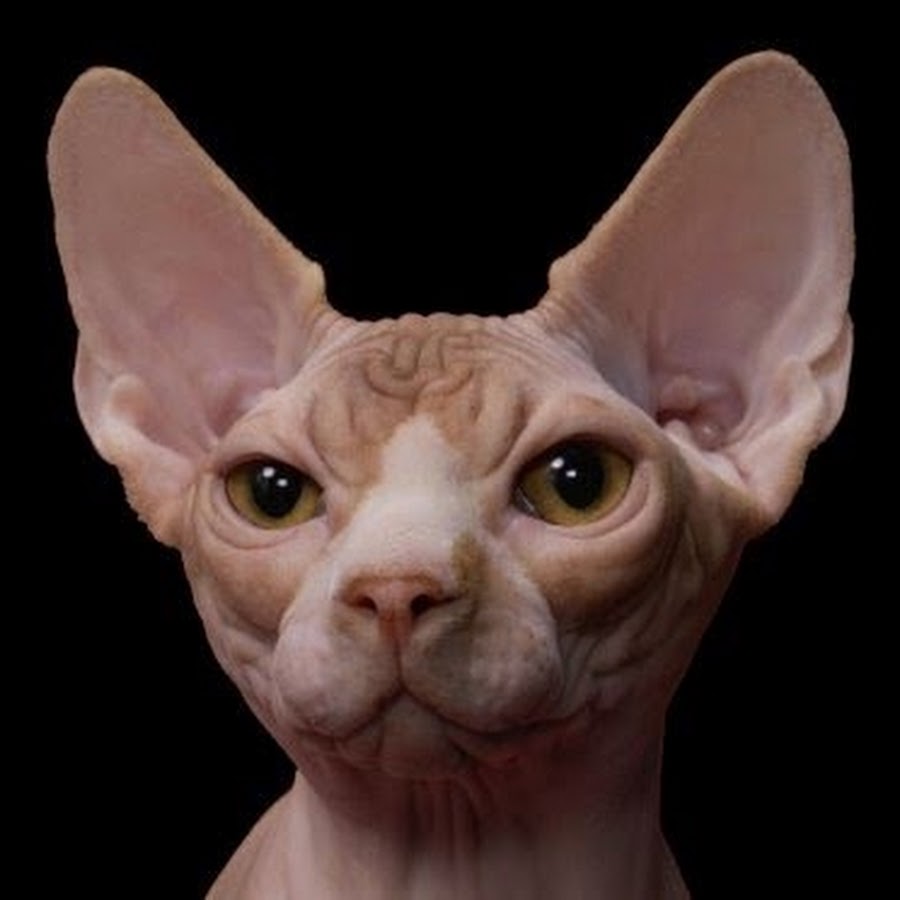 Кот с лысой головой. Лысый кот лежит. Кот с лысой головой. Лысые кошки. Канадский сфинкс.