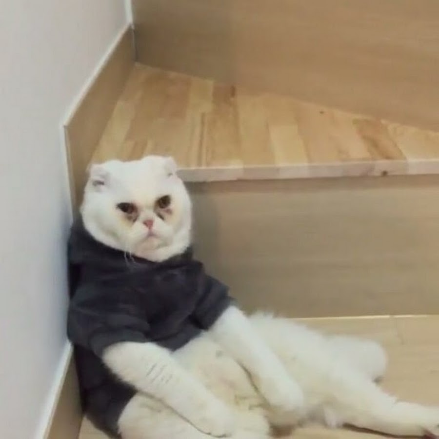 Кот Мем