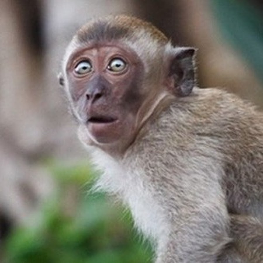 Маленькие обезьяны. Обезьянка с ушами. Детеныш мартышки. Обезьянка рисунок. Обезьяна.