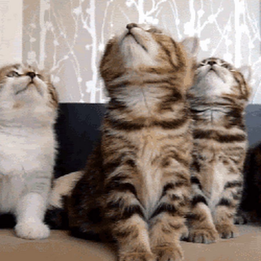 Кошка двигается фото