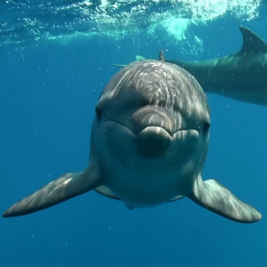 近畿大学農学部水産学科海棲哺乳類学研究室 Youtube