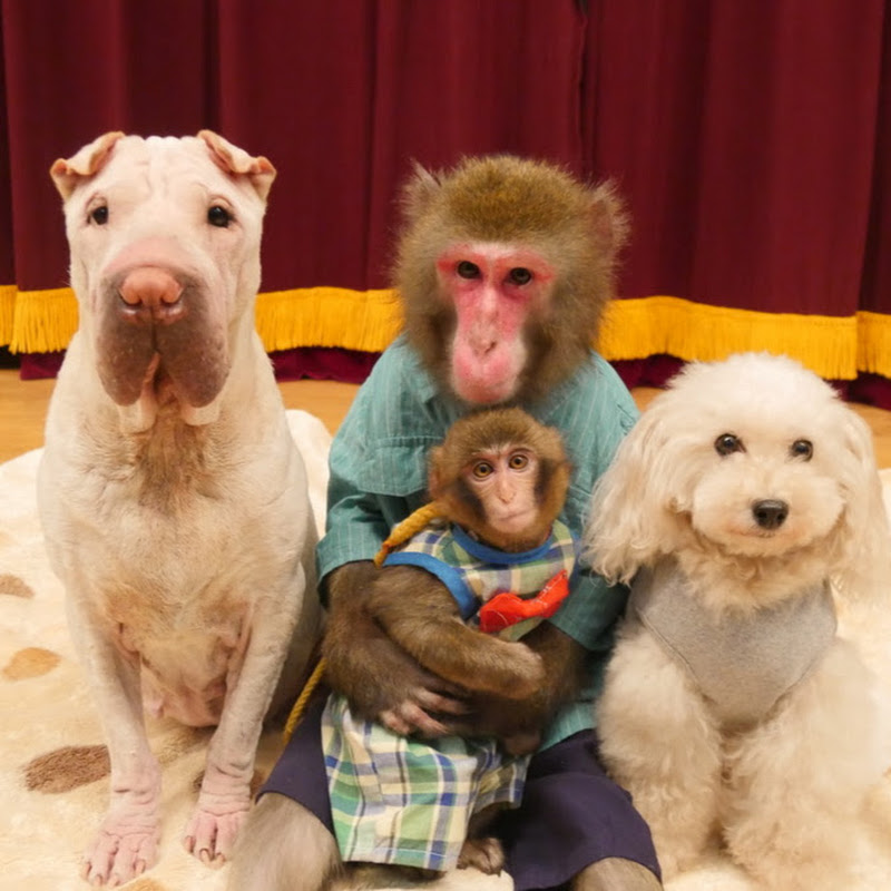 Tableau De Bord Pookies カイ みぃ もや ルート 保護犬を見たお猿さん 予想外の行動に出る Wizdeo Analytics