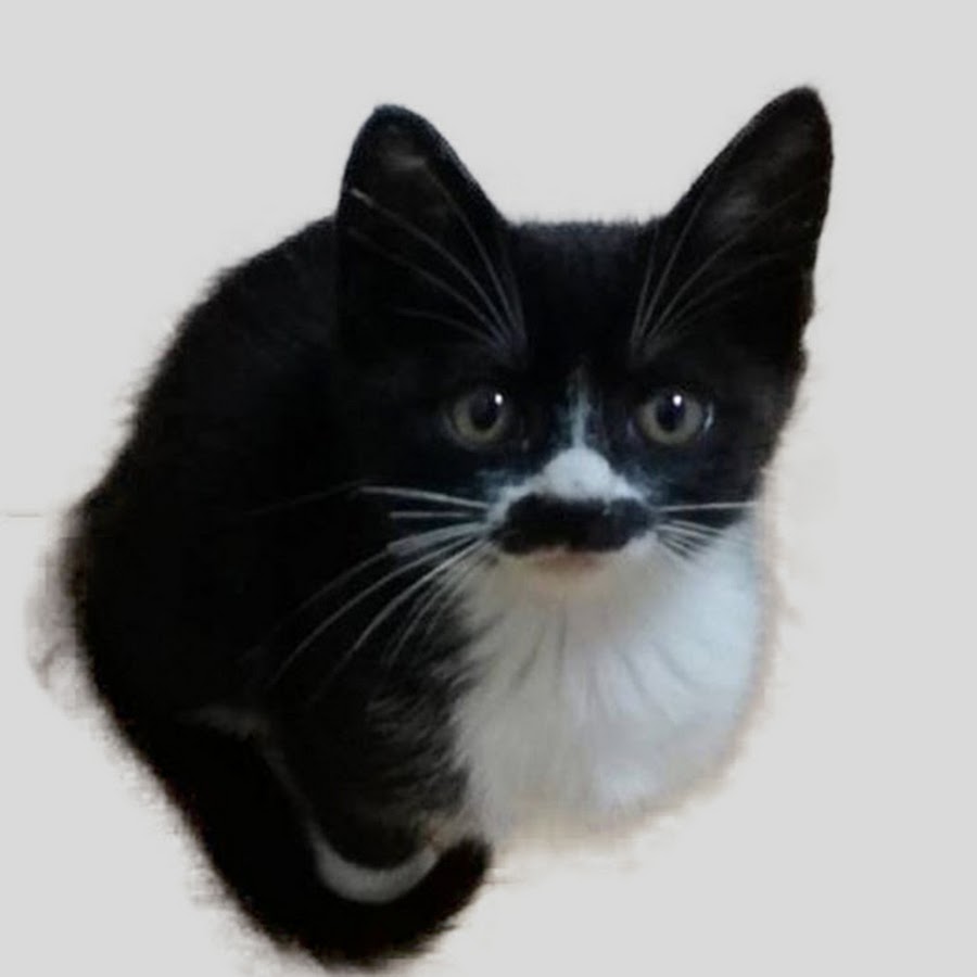 ひげまる ちょびひげねこの生活 Youtube