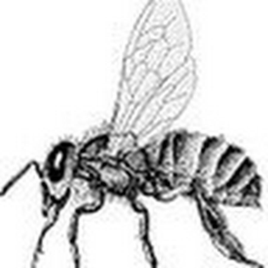 Отделы тела пчелы медоносной. Строение пчелы. Анатомия пчелы медоносной. Строение пчелы медоносной. Медоносная пчела рисунок.