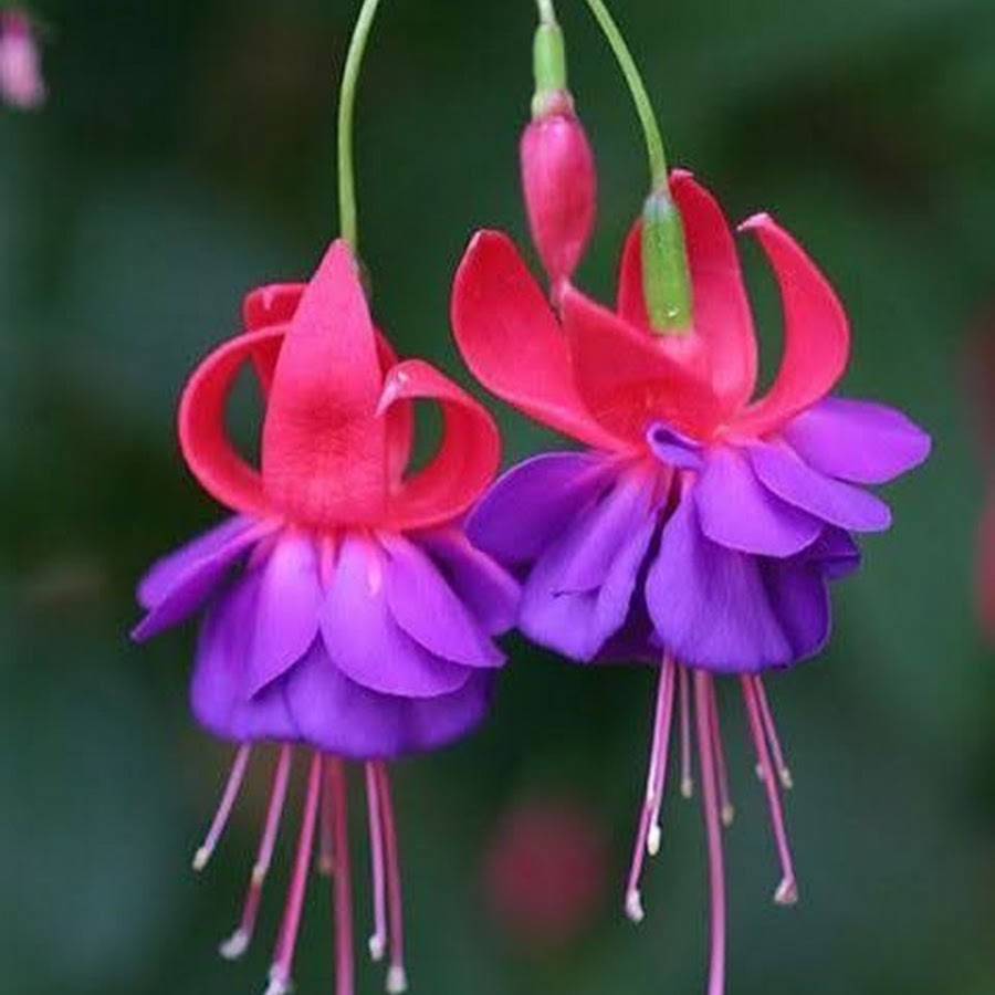 Цыганские серьги цветок. Комнатные цветы цыганские серьги. Фуксия цветок комнатный. Цветок Сережка комнатный