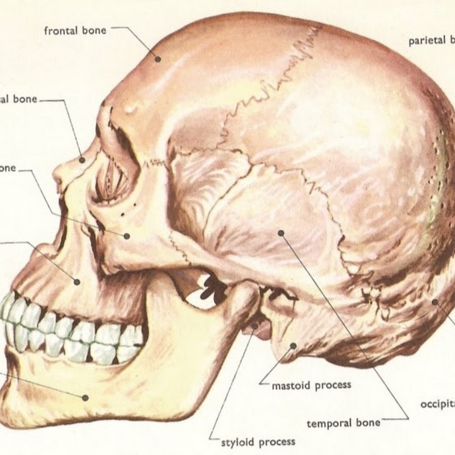 Лоб кость. Части черепа головы. Строение черепа человека. Строение черепа головы. Кости головы человека анатомия.